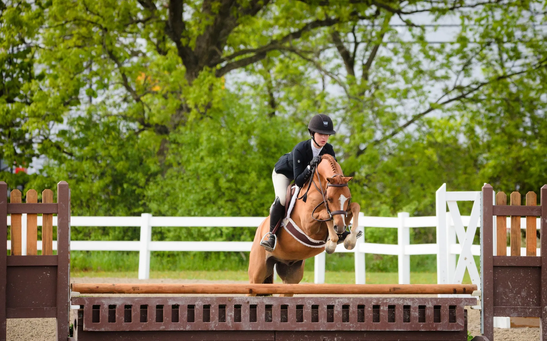 A young athlete jumps a chestnut pony over a fence in the show ring