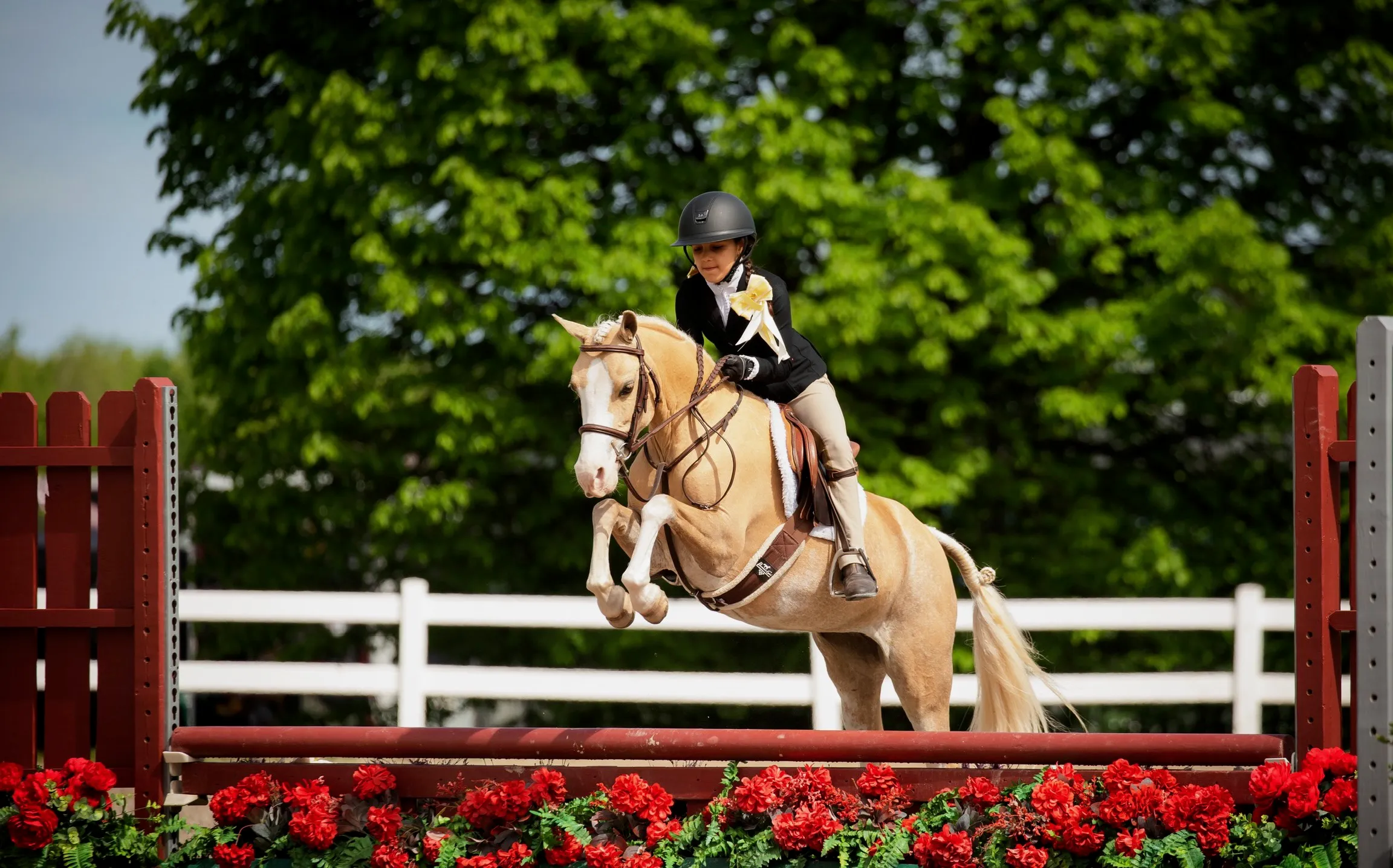 A young athlete clears a flower-lined fence on a palomino pony